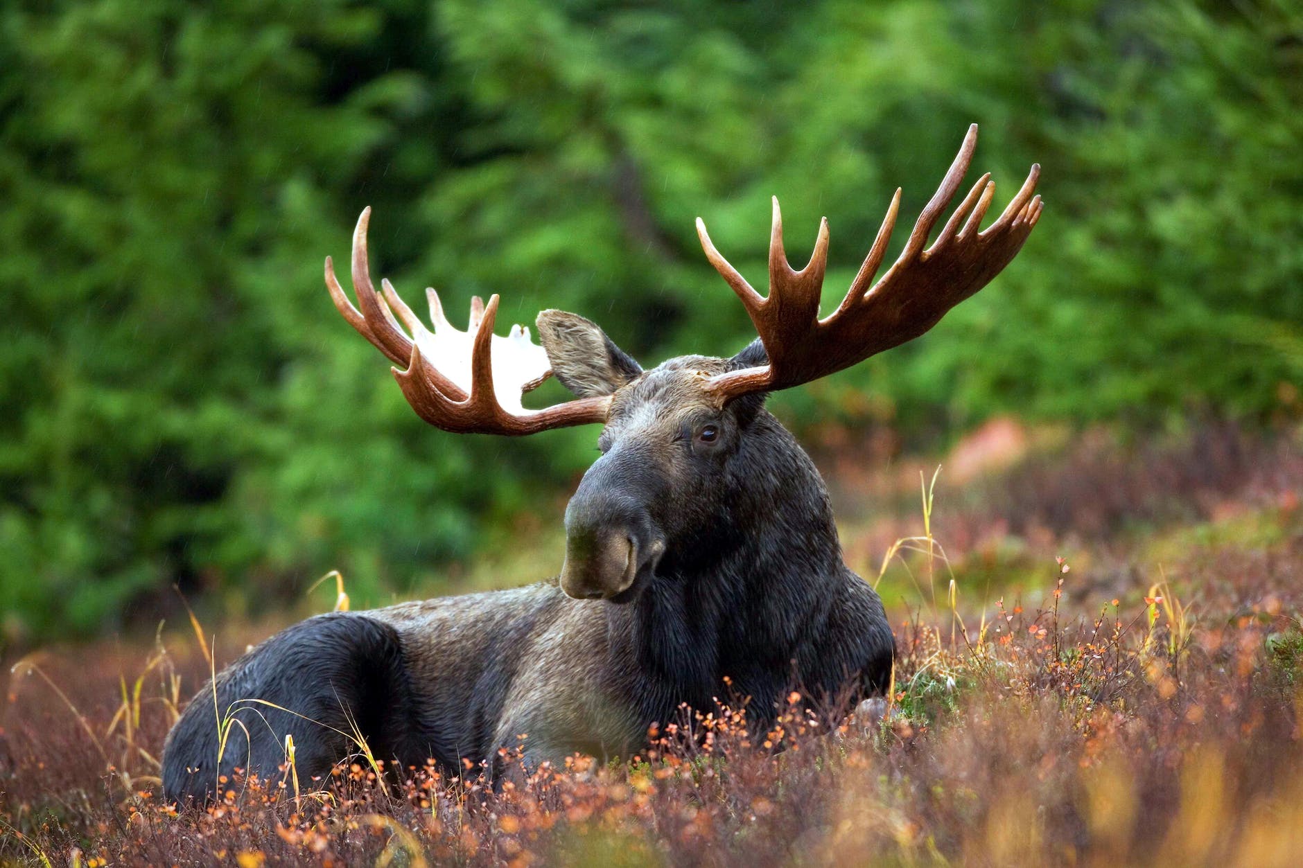 The anticipation of success in the Maine Moose Hunt Lottery