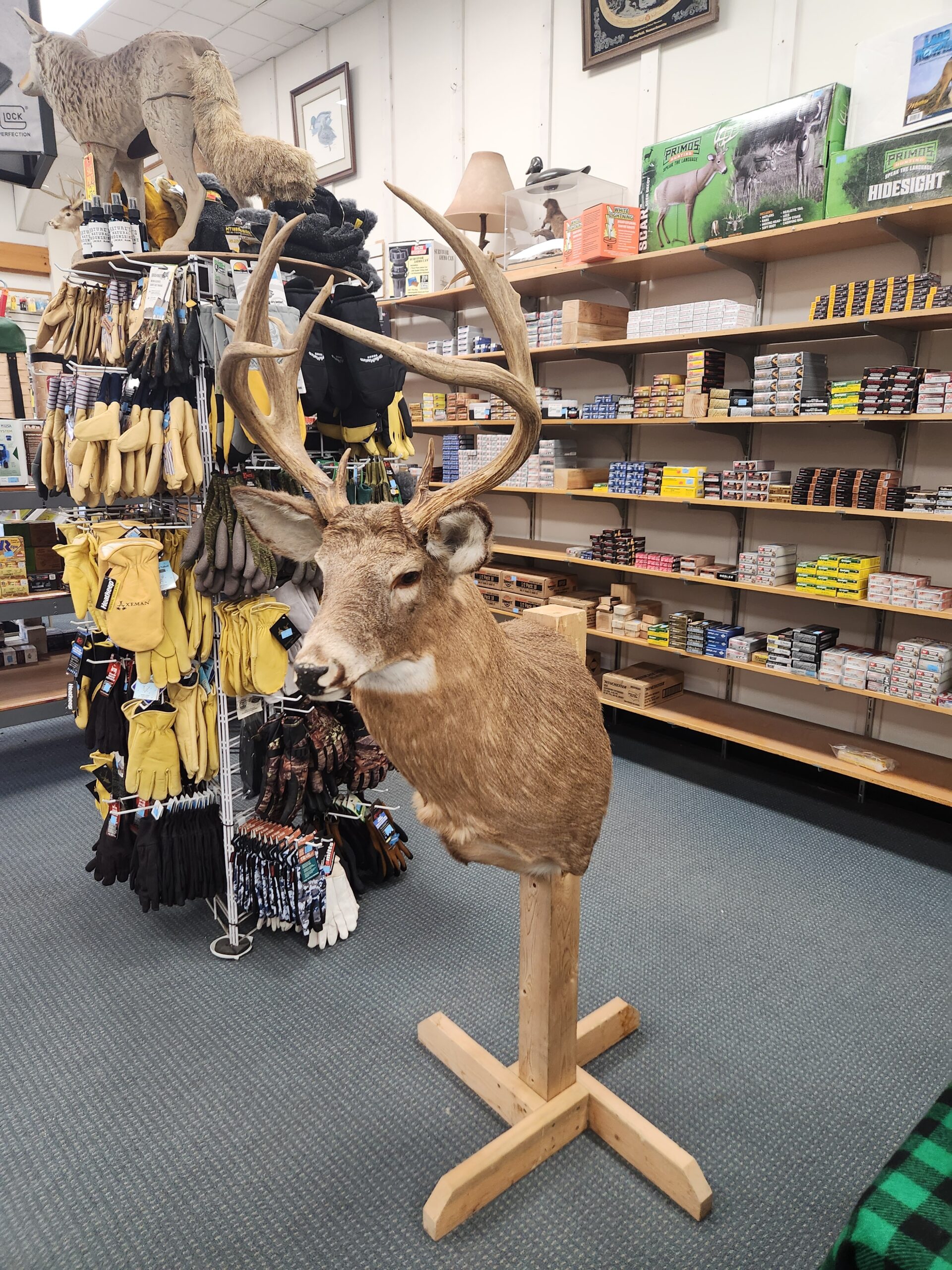 Scoring an old trophy buck mount in Maine.